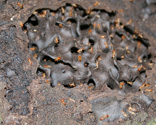 File:Termites in a mound.jpg