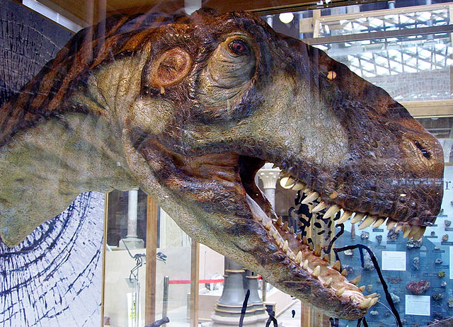 File:Eustreptospondylus head.jpg
