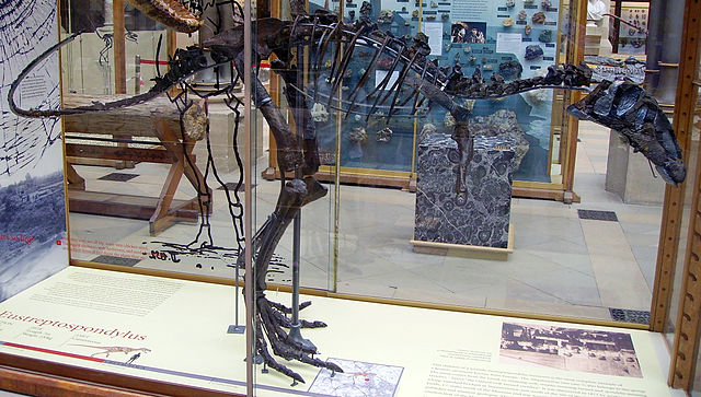 File:Eustreptospondylus skeleton (incomplete skull).JPG