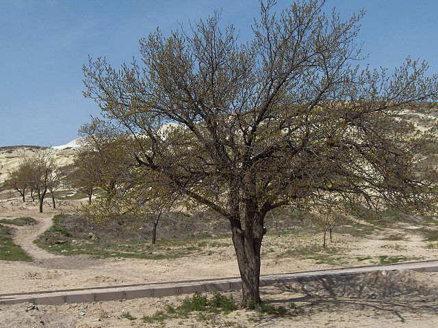 File:Turkey.Pasa Baglari005.jpg
