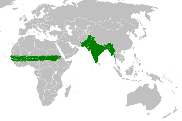 File:Rose ringed parakeet range.PNG