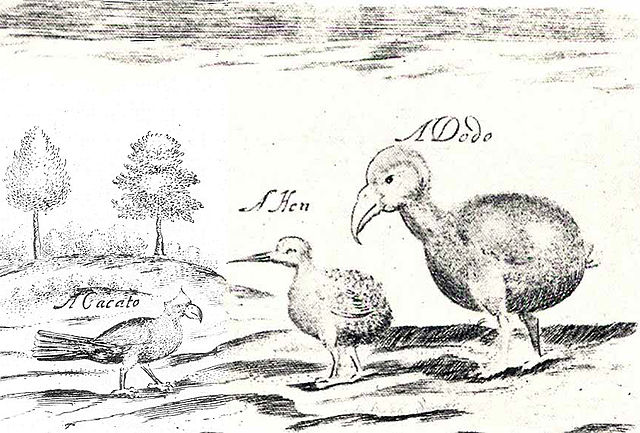 File:Lophopsittacus.mauritianus.jpg