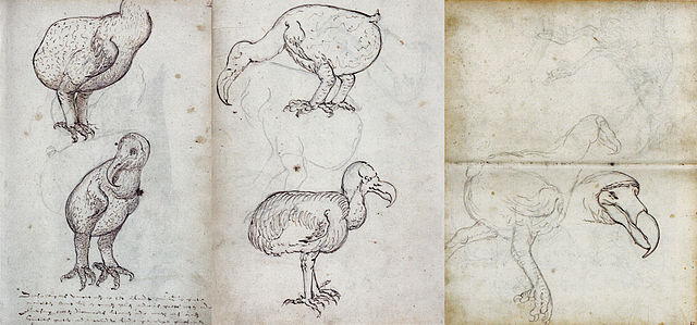 File:Dodo (VOC Gelderland, 1602).jpg