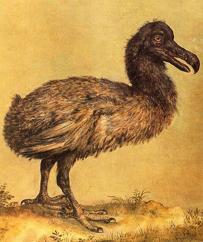 File:Hoefnagel dodo.jpg