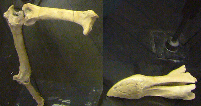 File:Prague Dodo remains.jpg