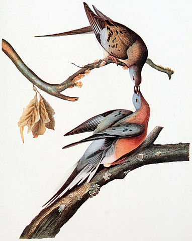 File:Mershon's The Passenger Pigeon (Audubon plate, crop).jpg