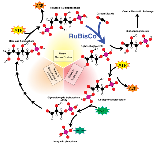 File:Calvin-cycle4.svg