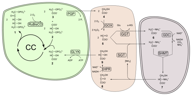 File:Photorespiration.svg