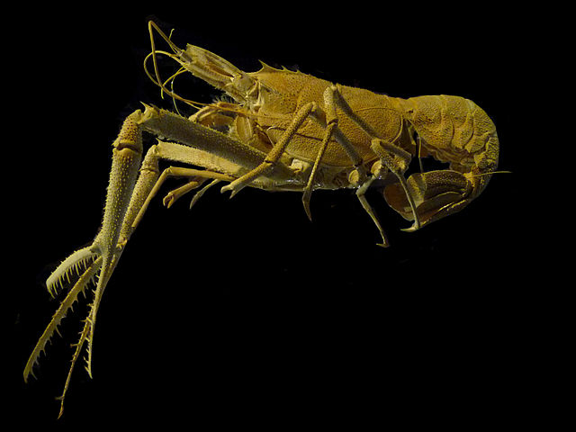 File:Acanthocaris tenuimana.jpg