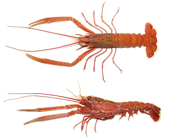 File:Metanephrops japonicus edit.jpg