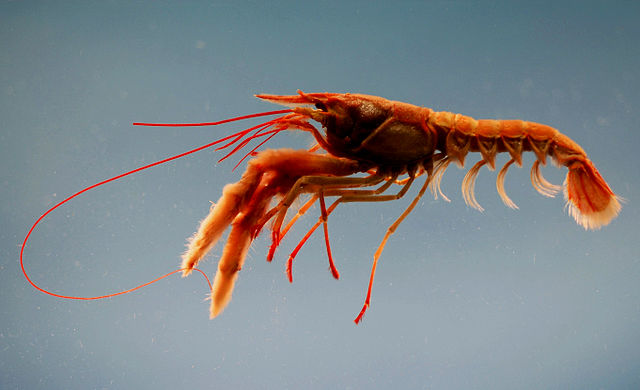 File:Nephropsis rosea.jpg