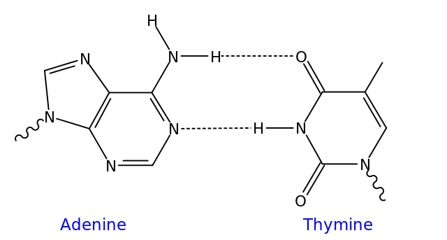 File:AT DNA base pair.svg