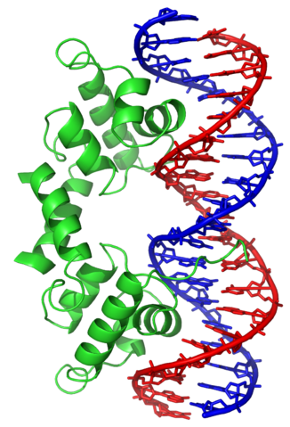 File:Lambda repressor 1LMB.png