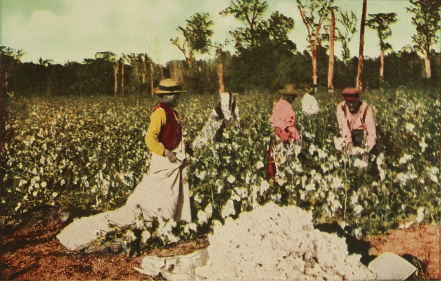 File:CottonpickHoustonWhere17.png