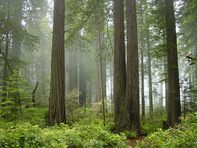 File:Redwood National Park, fog in the forest.jpg