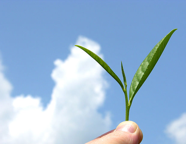 File:Organic mountain grown tea leaf.jpg