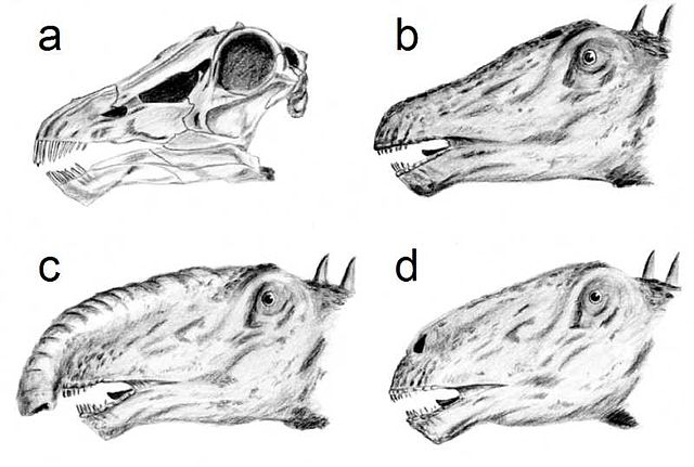 File:Diploheads.jpg