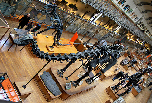 File:Diplodocus paris.jpg