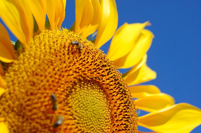 File:MacedonianSunflower.JPG