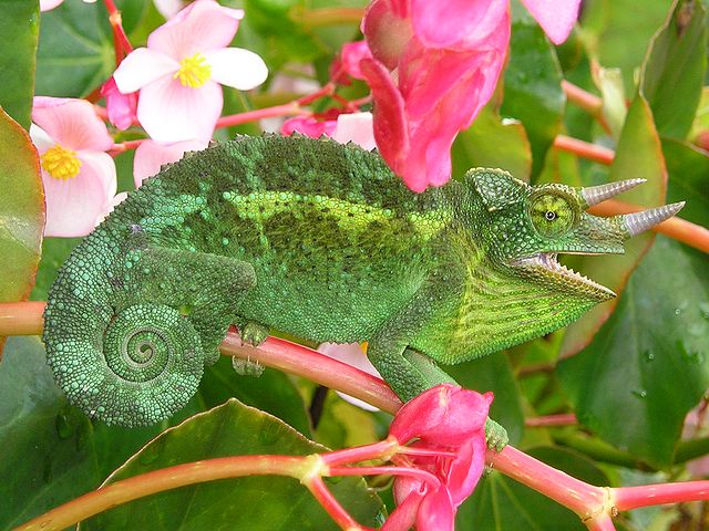 File:Jackson's Chameleon 2 edit1.jpg