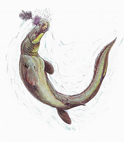 File:Prognathodon3.jpg