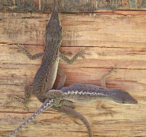 File:Polychrotidae mating 02.jpg