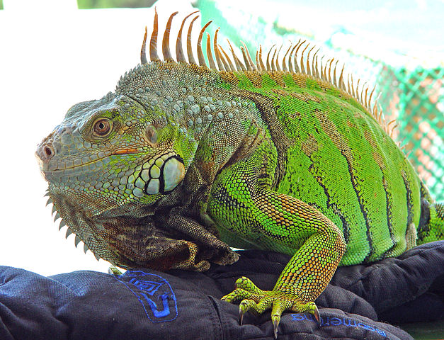 File:Kini iguana.jpg