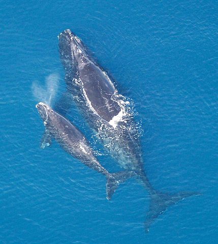File:Eubalaena glacialis with calf.jpg