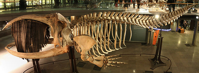 File:Squelette baleine australe.jpg