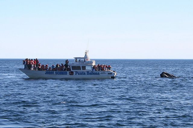 File:Southern right whale7.jpg