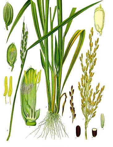 File:Oryza sativa - K&ouml;hler&ndash;s Medizinal-Pflanzen-232.jpg