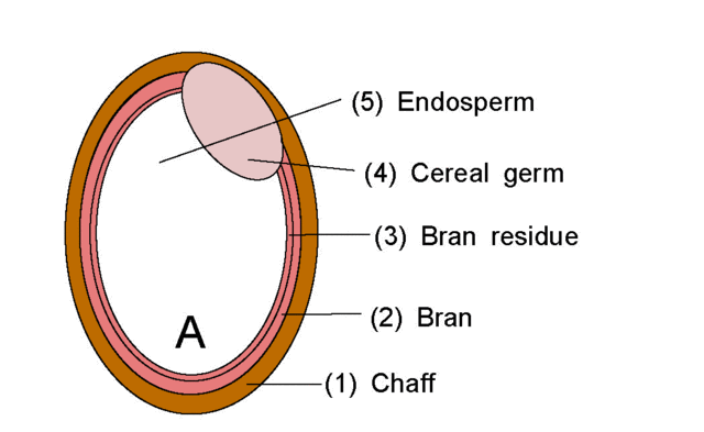 File:Rice Animation.gif