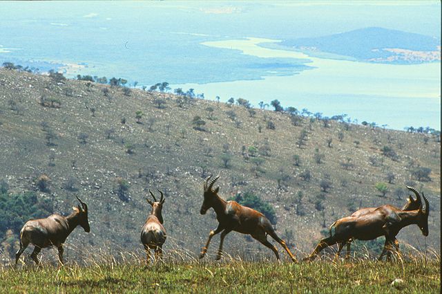File:Akagera 1980 1 Topi.jpg