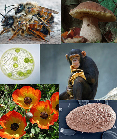 File:Eukaryota diversity 2.jpg