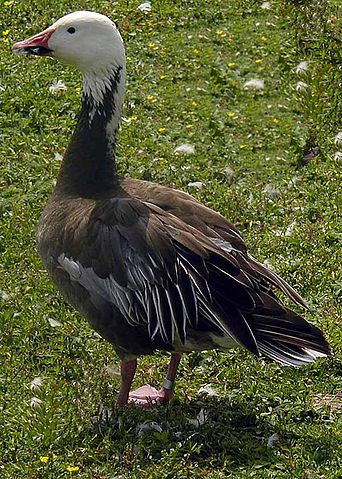 File:Lesser.snow.goose.blue.arp.600pix.jpg
