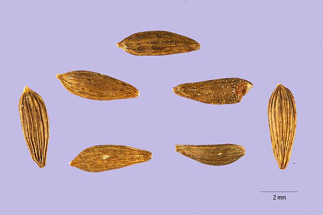 File:Lactuca sativa seeds.jpg