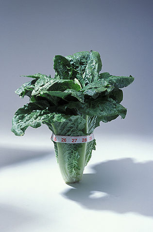 File:Lettuce romaine variety.jpeg