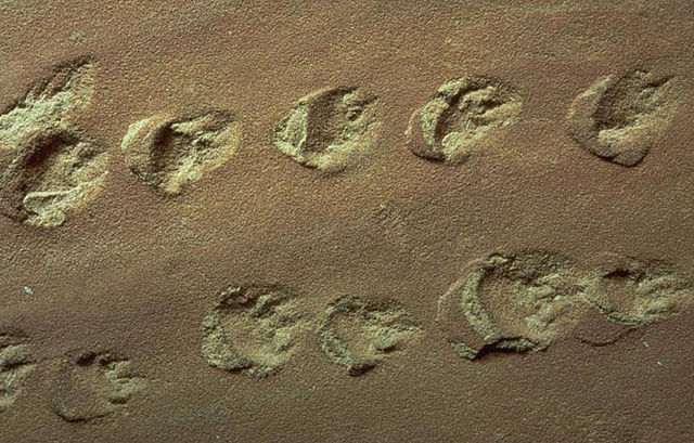 File:Coconino Sandstone with footprints.jpg