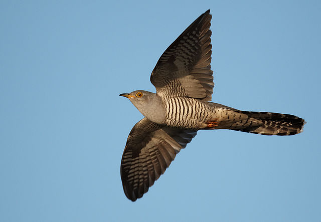 File:Cuculus canorus vogelartinfo.jpg