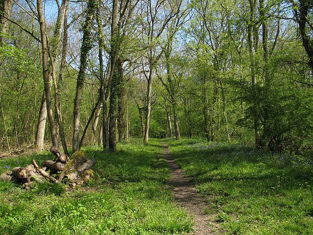 File:Buffwood 4171.JPG