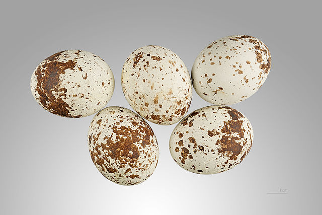 File:Accipiter nisus MHNT.jpg
