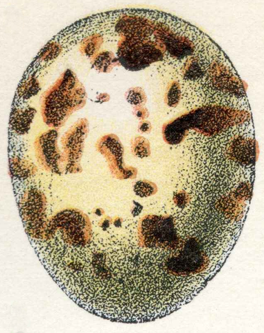 File:Oeufs002b,03.png