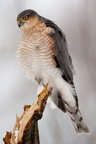 File:Accipiter nisus 1 (Bohu&scaron; Č&iacute;čel).jpg