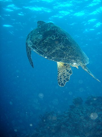 File:Turtle06.jpg