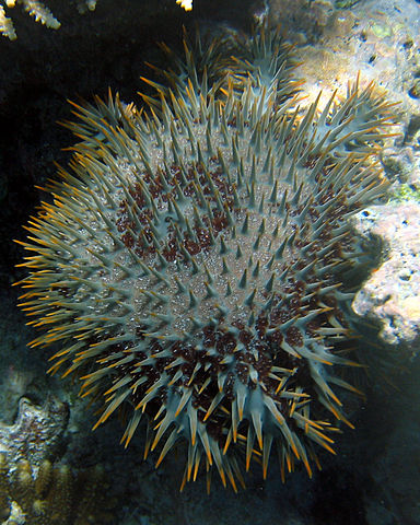 File:CrownofThornsStarfish Fiji 2005-10-12.jpg
