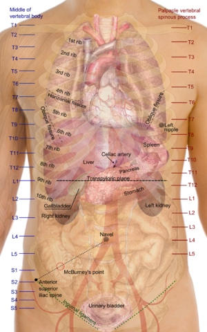File:Surface projections of the organs of the trunk.png