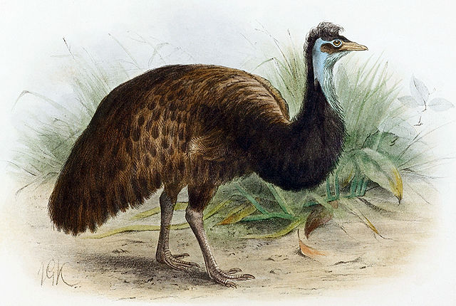File:Dromaius parvulus.jpg
