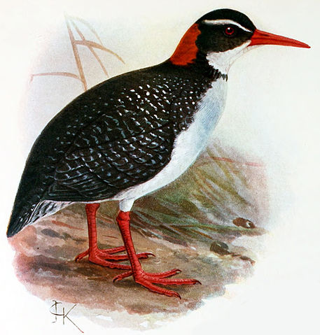 File:Gallirallus.pacificus.jpg
