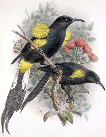 File:Moho nobilis-Keulemans.jpg