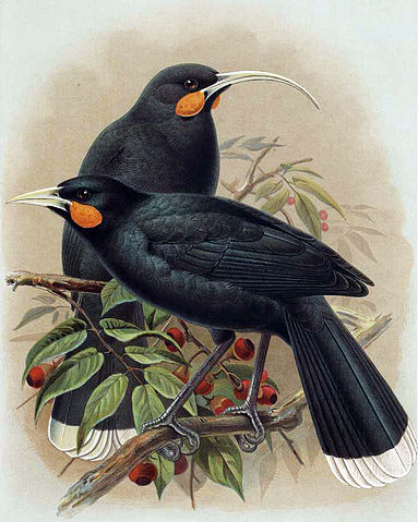 File:Huia Buller.jpg